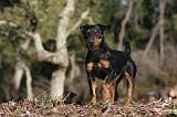 JAGDTERRIER ALLEMAND 069